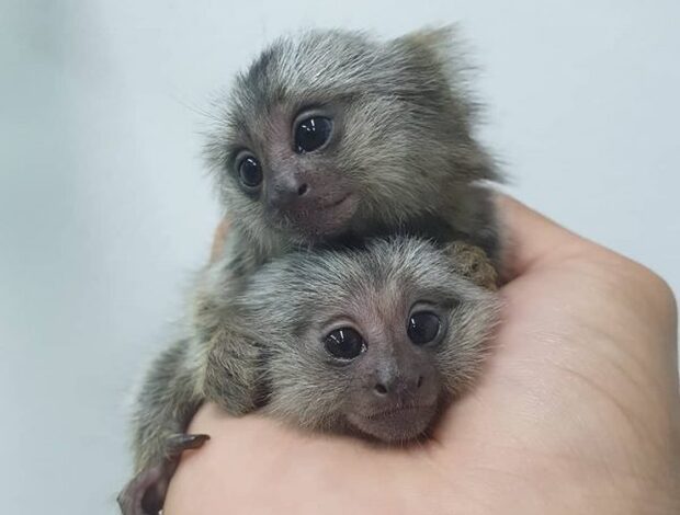Marmoset monkey Tiny Finger Monkeys Raised in Loving Home