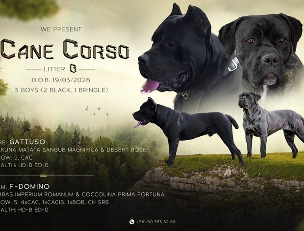 Cane Corso Cane Corso beautiful puppies