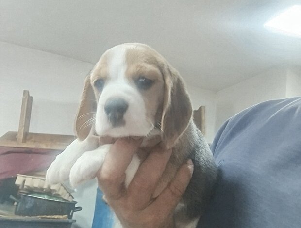 Beagle Beagle Beautiful Puppies