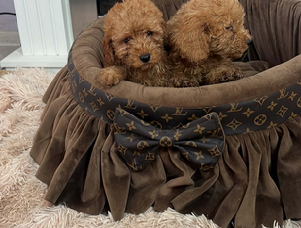 Poodle Small toy poodles, beautiful