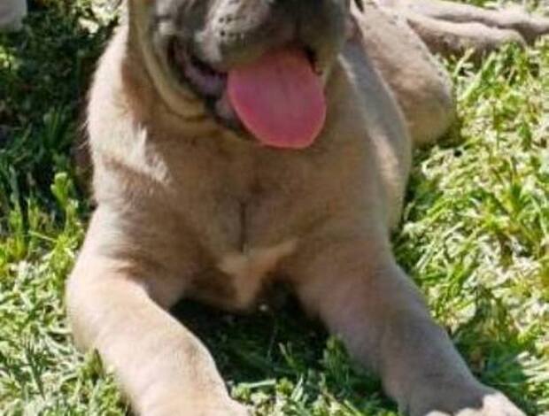 Cane Corso Cane Corso puppies
