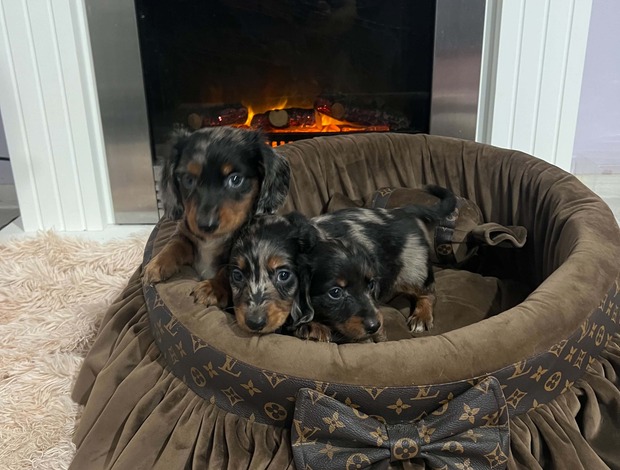 Dachshund Long-haired dwarf dachshunds, merles