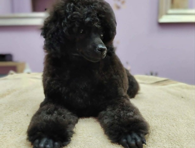 Poodle Miniature Poodle Puppies for Sale