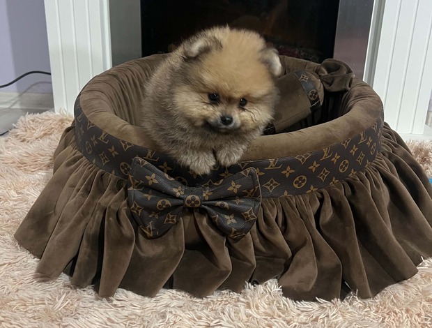 Pomeranian Pomeranian puppies of top quality