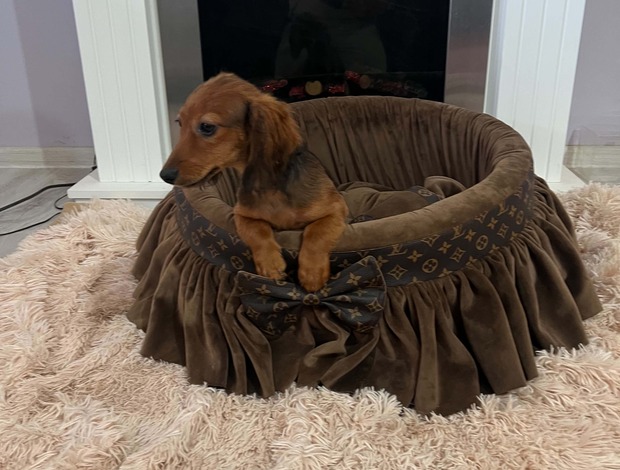 Dachshund Long haired miniature dachshund, beautiful puppies