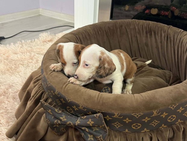 Dachshund Dwarf Shorthair Dachshunds Extra Mini