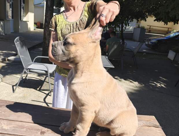 Cane Corso Cane Corso Formentino Male Puppies for Sale