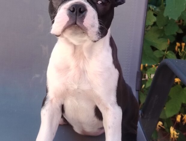 Boston Terrier Boston Terrier – Puppies