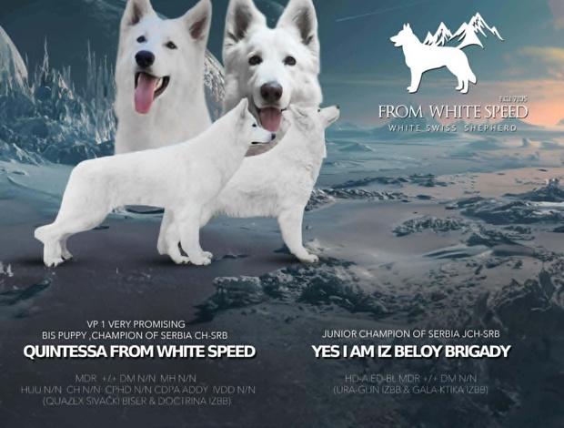 White Shepherd White Swiss Shepherd – Puppies