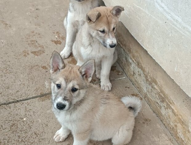 West Siberian Laika West Siberian Laika puppies