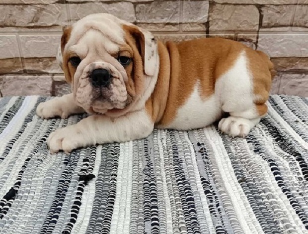 Bulldog English bulldog
