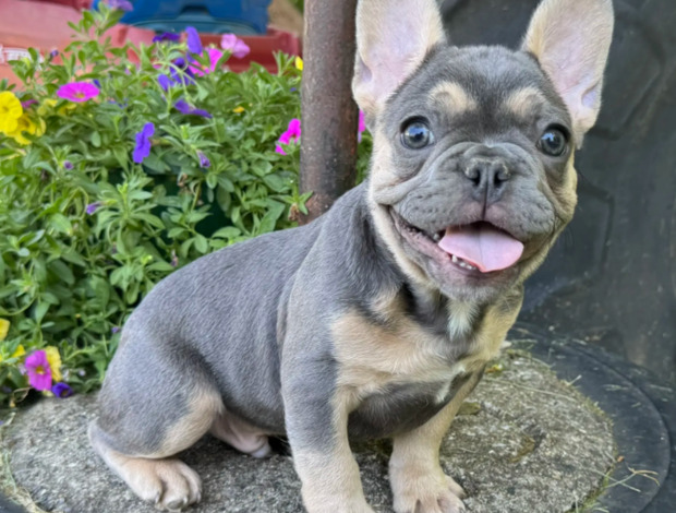 French Bulldog Cute Frenchie Pups Available