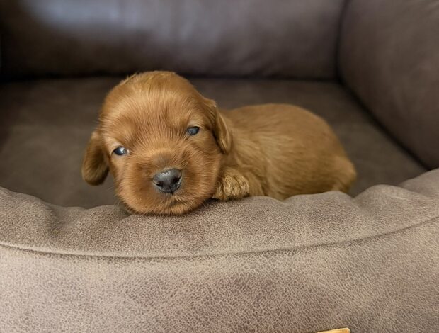Other Cockapoo Red Puppies