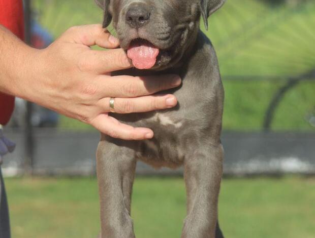 Cane Corso Cane Corso puppies