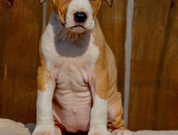 American Staffordshire Terrier American Staffordshire Terrier