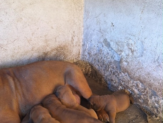 Dogue de Bordeaux Dogue de Bordeaux Puppies