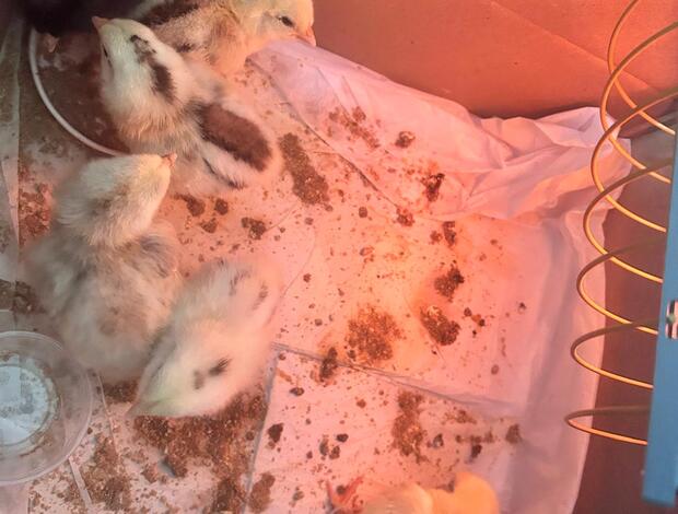 Other farm animals Baby Chickens