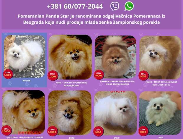 Pomeranian Pomeranian Kennel Selling Young Female Dogs