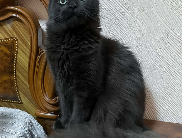 Maine Coon Maine Coon girl with a beautiful black