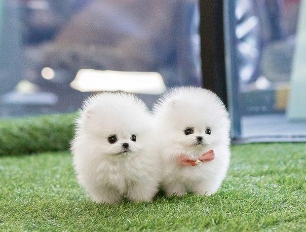 Pomeranian Teacup Pomeranian Puppy