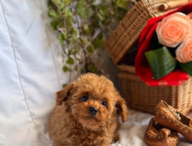 Poodle Beautiful Toy and Miniature Poodle Puppies