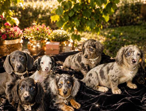 Dachshund Long-haired Dachshund Puppies for Sale