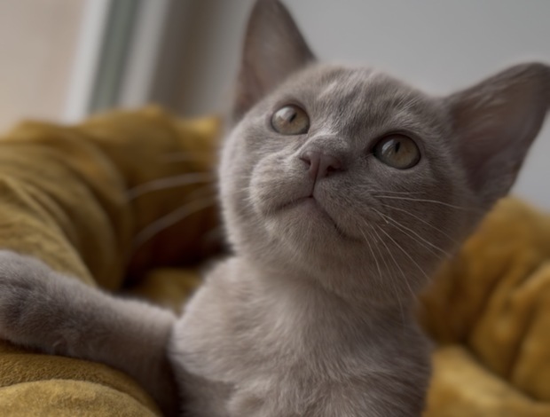 European Burmese European Burmese kitten of the lilac colour