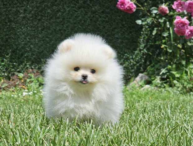 Pomeranian Pomeranian BOO Teddy Bear Type – Pomeranian Spitz Puppies