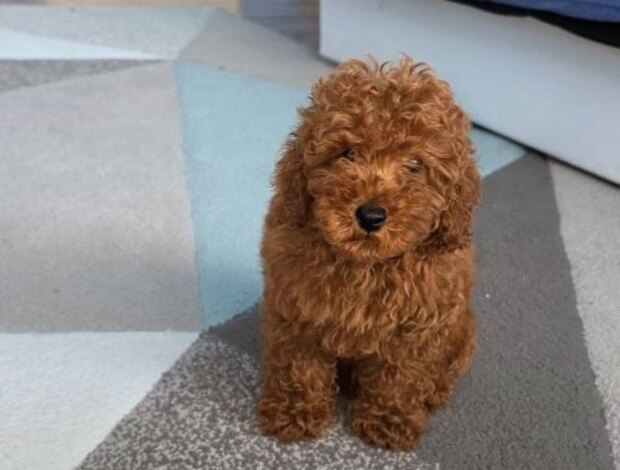 Poodle Red Toy Poodle puppies