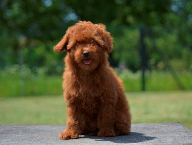 Poodle Toy poodle, female puppy
