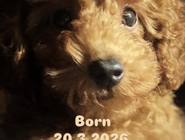 Poodle Red TOY POODLES, top litter of champion origin