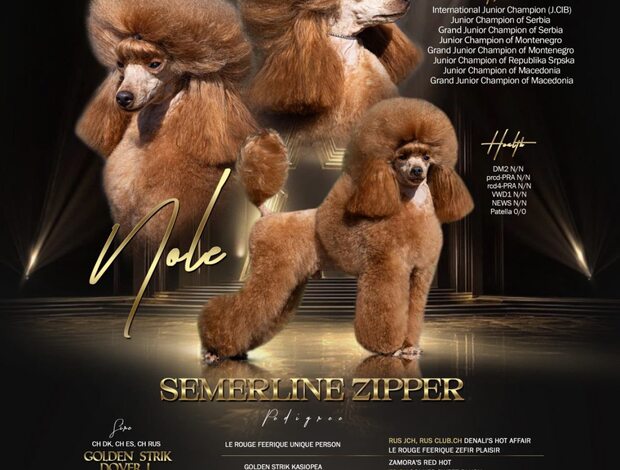 Poodle Toy Poodle Puppies