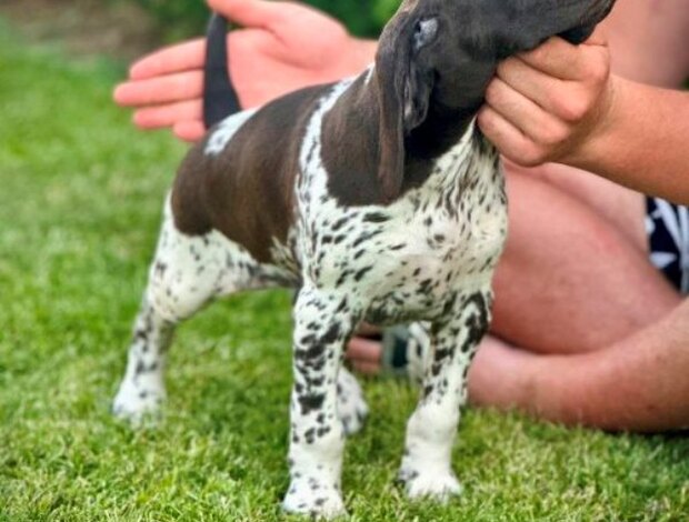 German Shorthaired Pointer German Shorthaired Pointers, female puppies
