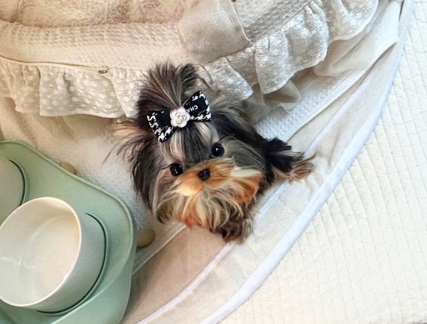 Yorkshire Terrier Beautiful small size Yorkie puppy