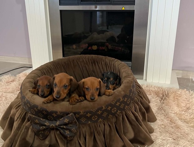 Dachshund Dwarf Shorthair Dachshunds