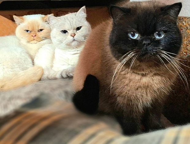 British Shorthair British Shorthair Kittens for Sale