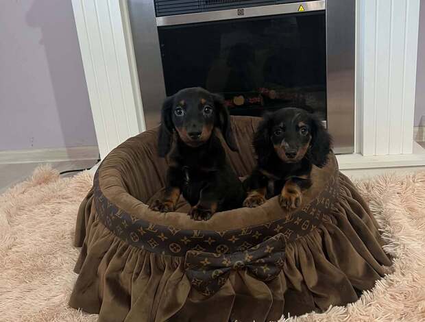 Dachshund Long haired dwarf dachshunds, superb puppies