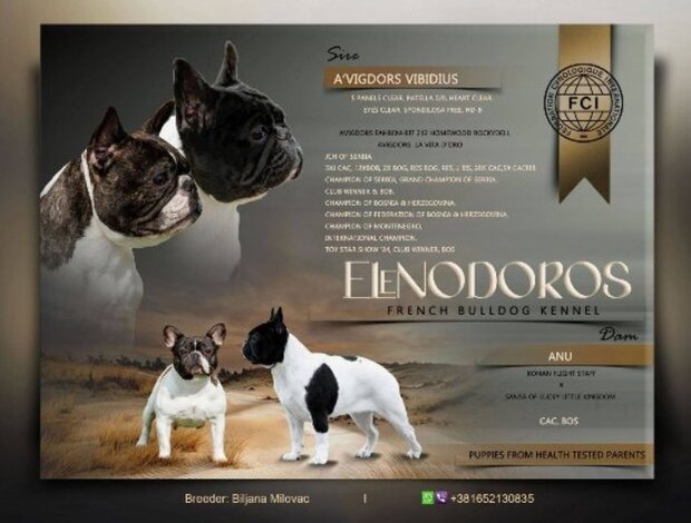 French Bulldog TOP-quality French Bulldogs
