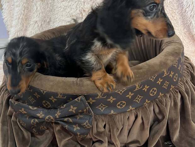 Dachshund Long-haired merle-colored dwarf dachshunds