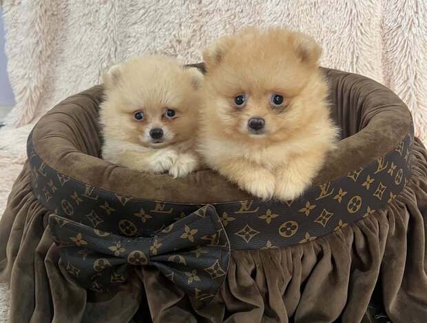 Pomeranian Top quality pomeranians