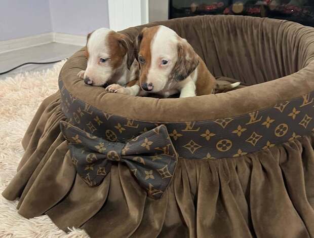 Dachshund Dwarf Shorthair Dachshunds Extra Mini