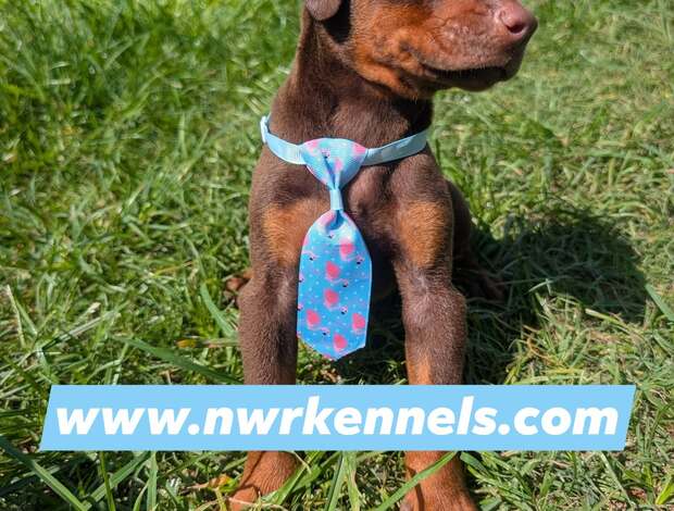 Doberman Pinscher ckc doberman pinscher pups