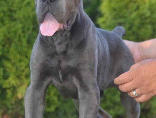 Cane Corso Cane Corso, top quality puppies