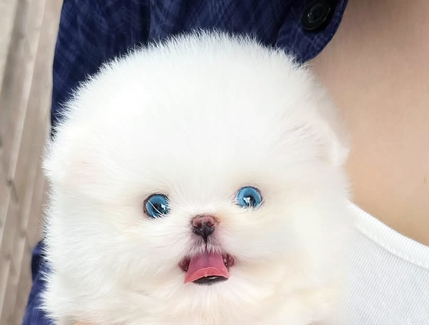 Pomeranian Beautiful Pomeranian puppy
