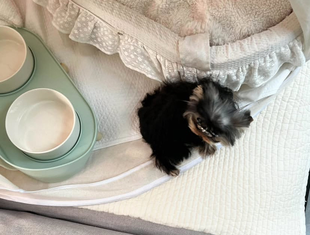 Yorkshire Terrier Yorkshire puppies