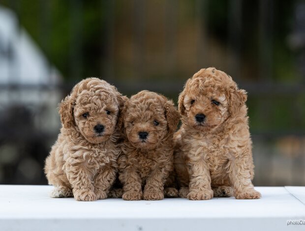 Poodle Toy Poodle – Puppies