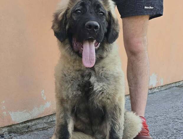 Caucasian Shepherd Dog Caucasian shepherd top quality puppies