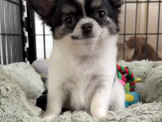 Chihuahua CHIHUAHUA PUPPIES