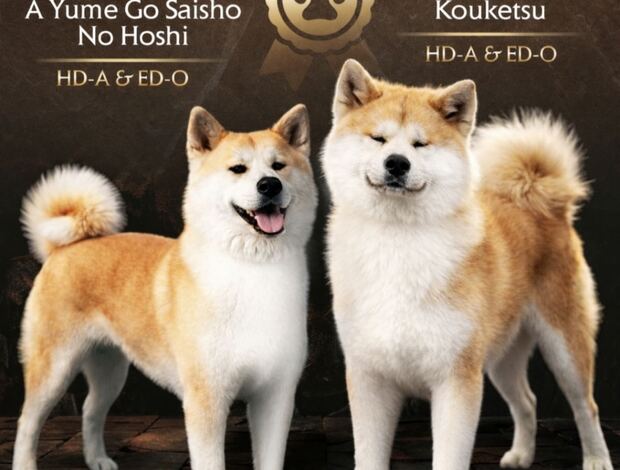 Akita Inu Akita Inu – Beautiful FCI Puppies