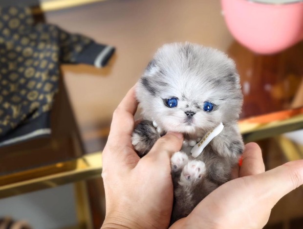 Pomeranian Pomeranian puppy